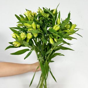 10 Alestromeria White - Original Flowers