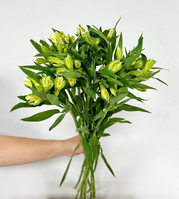 10 Alestromeria White - Original Flowers