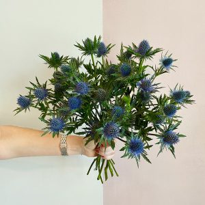 10 Blue Eryngium - Original Flowers