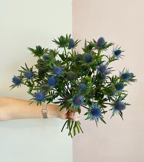 10 Blue Eryngium - Original Flowers