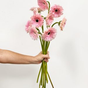 10 Gerbera Graceland Stems - Original Uncategorized