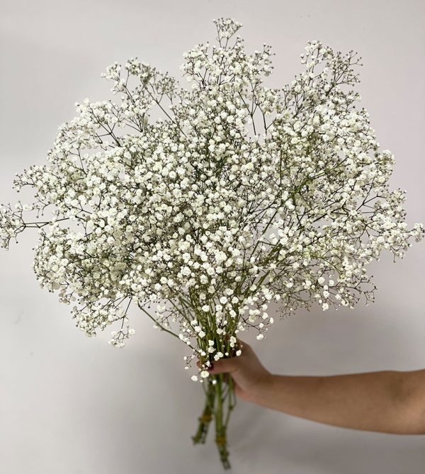 10 Stems Gypsophila - Original Flowers