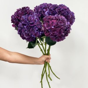 5 Hydrangea Rodeo Purple Stems - Original Uncategorized