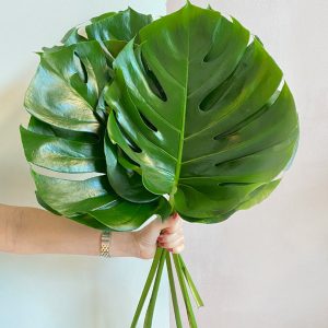 5 Monstera Leaves - Original Flowers