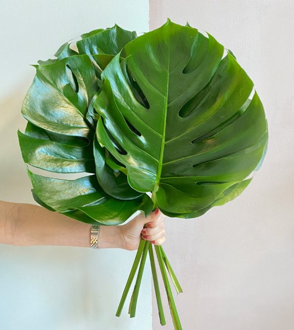 5 Monstera Leaves - Original Flowers