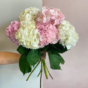 6 Mix Hydrangeas - Original Flowers