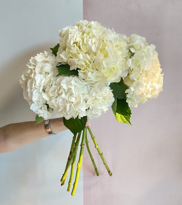 6 White Hydrangeas - Original Flowers