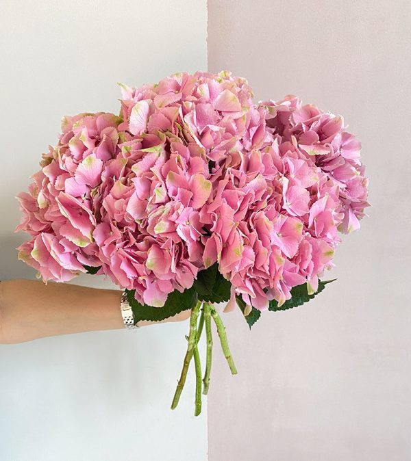 6 pink hydrangeas - Original Flowers