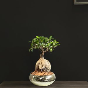 Bonsai in Golden Pot - Original Plants