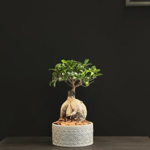 Bonsai in Grey Ceramic Pot - Original Plants