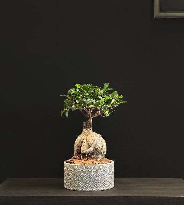 Bonsai in Grey Ceramic Pot - Original Plants