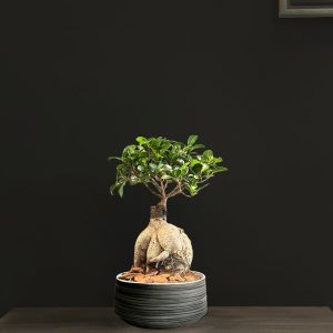 Bonsai in Grey Pot - Original Plants