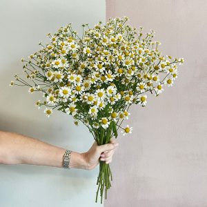 Bunch of Daisy - Original Flowers