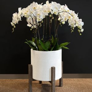 Exotic 12 White Orchid in White Pot - Original Plants