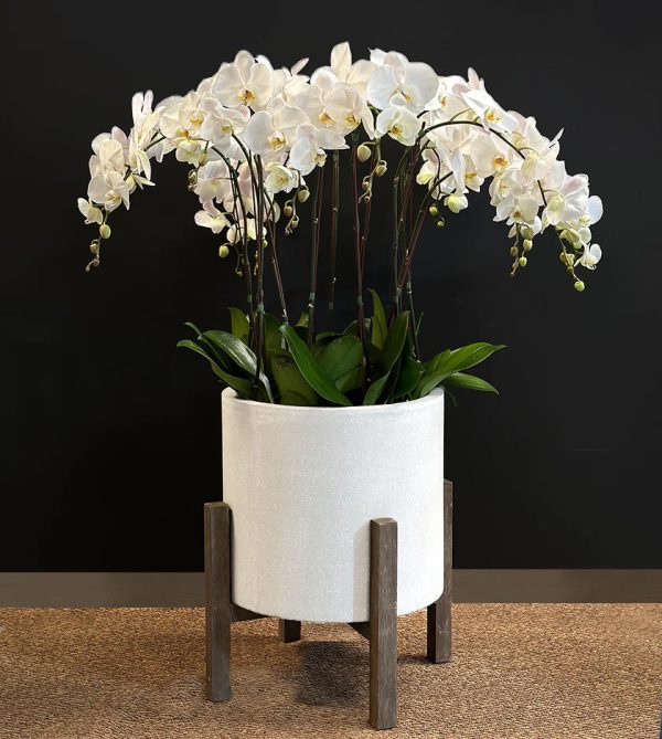 Exotic 12 White Orchid in White Pot - Original Plants