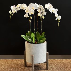 Exotic 4 White Orchid in Grey Pot - Original Plants