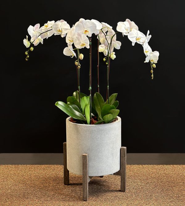 Exotic 4 White Orchid in Grey Pot - Original Plants