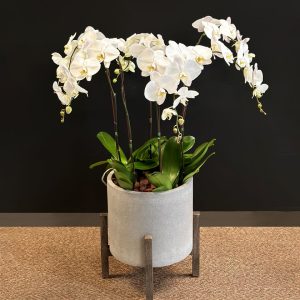 Exotic 6 White Orchid in Grey Pot - Original Plants