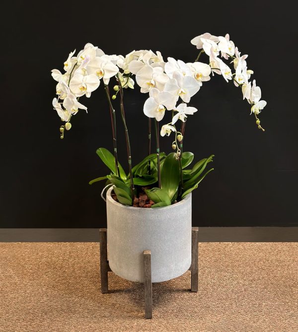 Exotic 6 White Orchid in Grey Pot - Original Plants