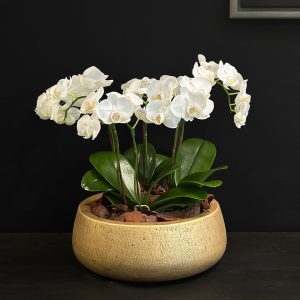 Majestic Orchid - Original Plants