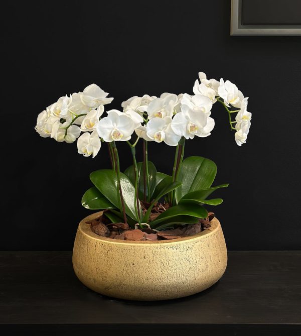 Majestic Orchid - Original Plants