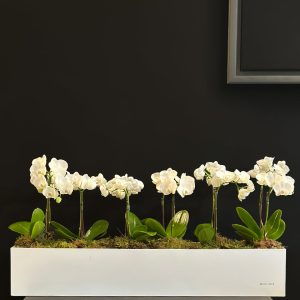 Midi Orchids in Long Box - Original Plants