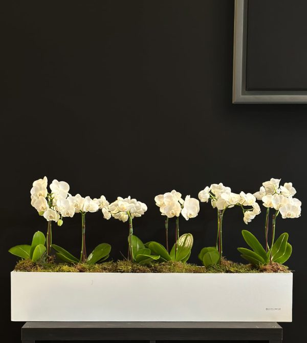 Midi Orchids in Long Box - Original Plants