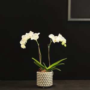 Mini Orchid Plant in Beige dotted small pot - Original Plants