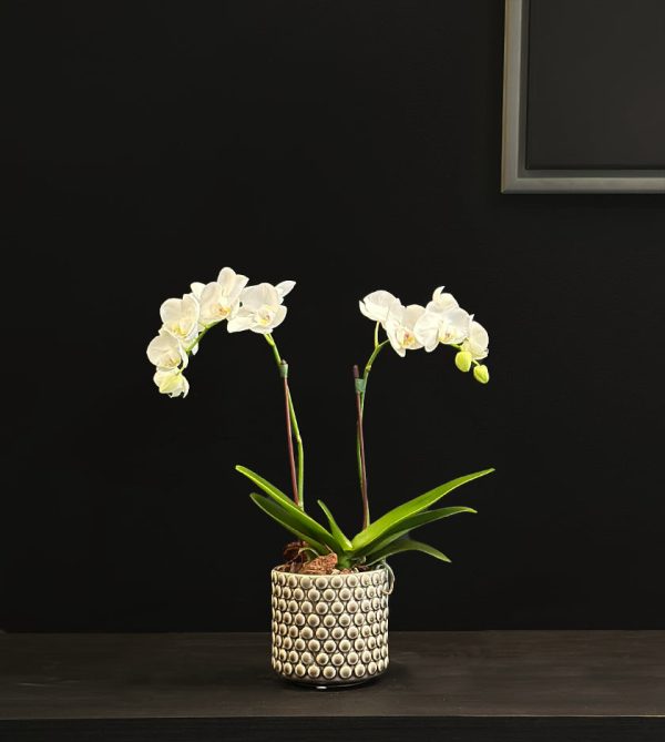 Mini Orchid Plant in Beige dotted small pot - Original Plants