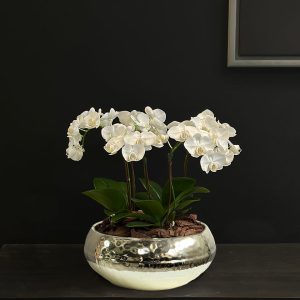 Mini Orchid in Golden Pot - Original Plants