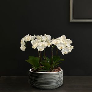 Mini Orchid in Gray Pot - Original Plants