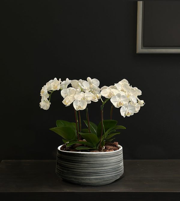 Mini Orchid in Gray Pot - Original Plants