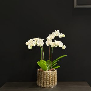 Mini Orchids in brown pot - Original Plants