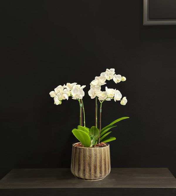 Mini Orchids in brown pot - Original Plants