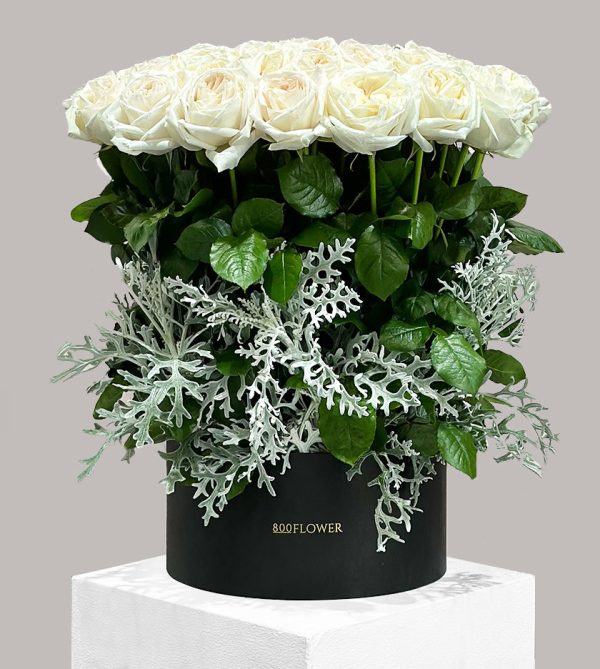 Ohara Rosa Bianca Grande Box - Signature Flowers