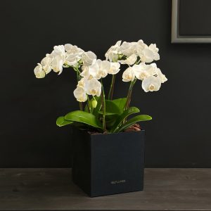 Orchid Breeze - Original Plants