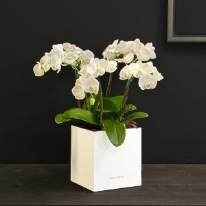 Orchid Breeze in a White Box - Original Plants