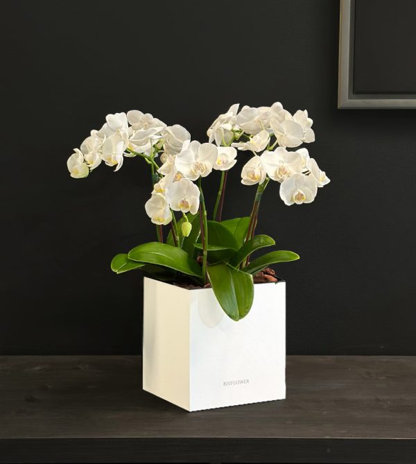 Orchid Breeze in a White Box - Original Plants