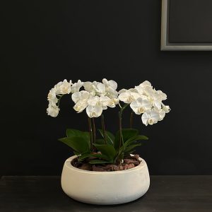 Orchid Paradise - Original Plants