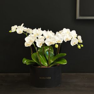 Orchid Whispers - Original Plants