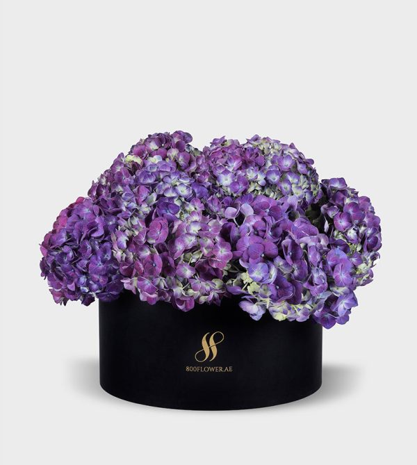 Purple Hydrangea Large Round Box - Black Flowers