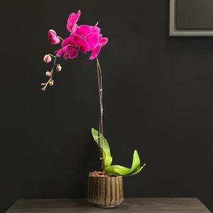 Purple Orchid Plant in Brown Pot - Original Plants