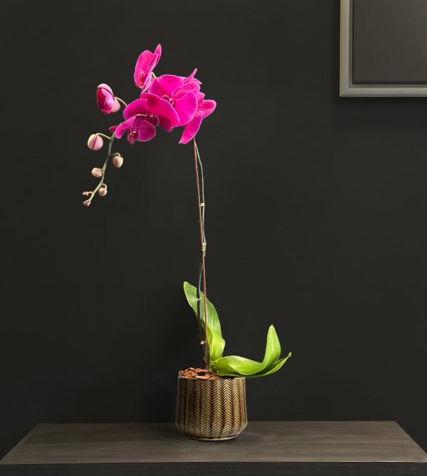 Purple Orchid Plant in Brown Pot - Original Plants