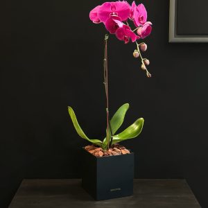 Purple Orchid in Black Box - Original Plants