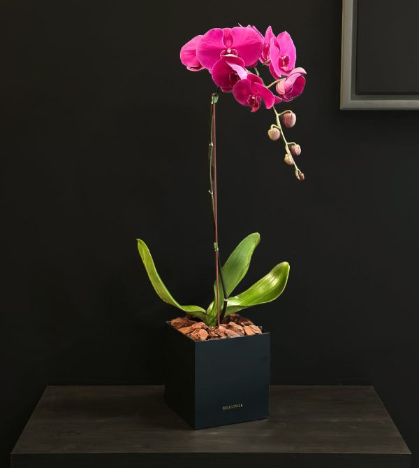 Purple Orchid in Black Box - Original Plants