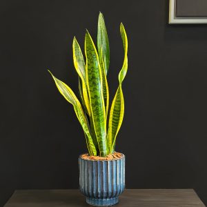 Snake Plant in Blue Pot - Original Plants