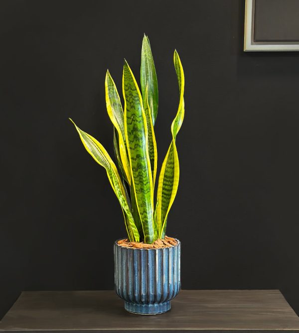 Snake Plant in Blue Pot - Original Plants