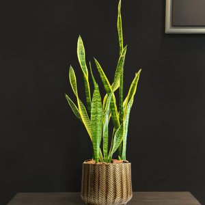 Snake Plant in Brown Pot - Original Plants