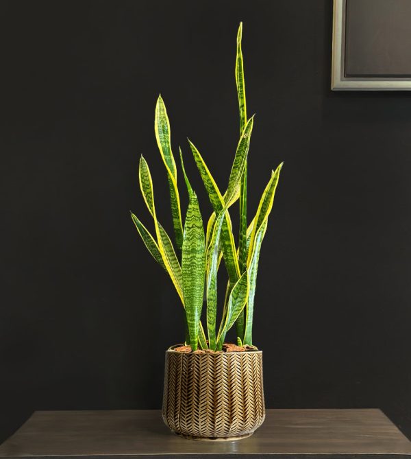 Snake Plant in Brown Pot - Original Plants