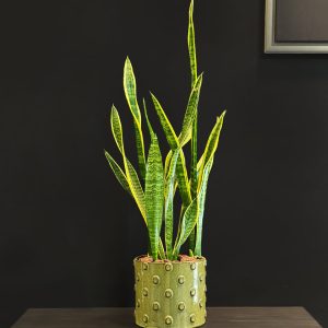 Snake Plant in Green Dotted Pot - Original Plants